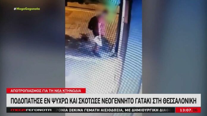 γατάκι